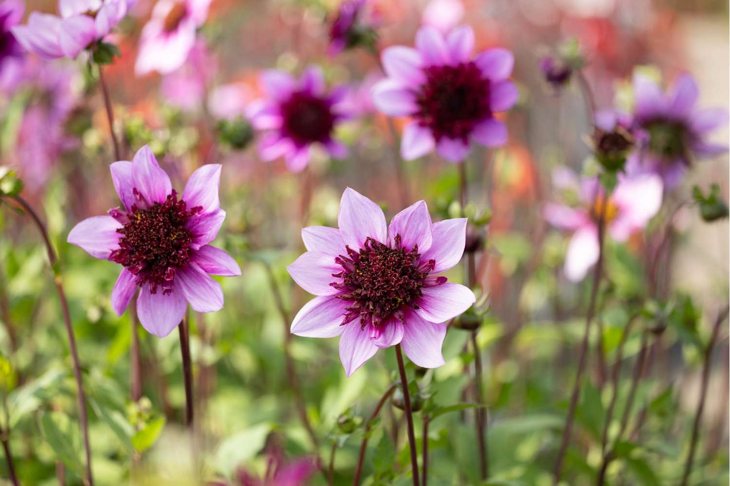 Dahlie 'Blue Bayou'